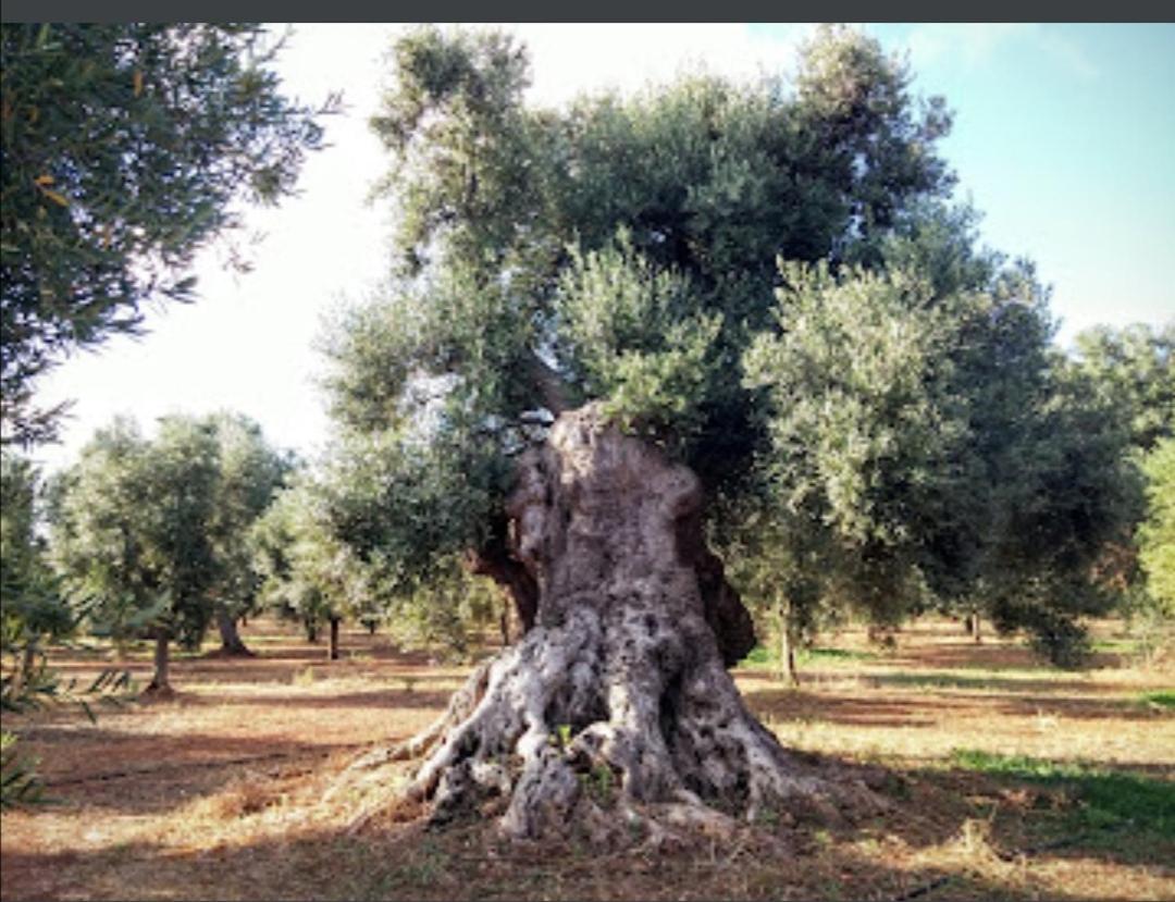 Room In Bb - Stunning Quadruple Room In Ancient Masseria Near The Sea In A Quiet Olive Trees ออสตูนี ภายนอก รูปภาพ